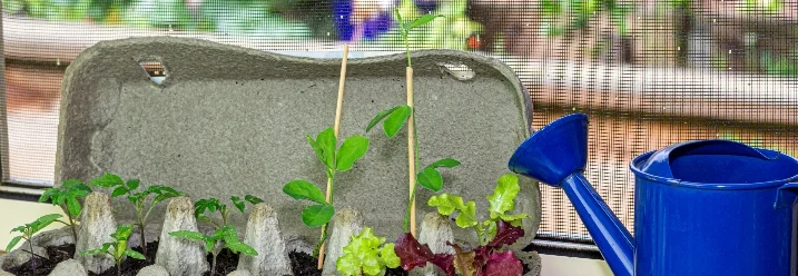 Setzlinge in Eierkarton, daneben blaue Gießkanne